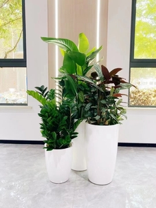 慈溪绿植租赁方案